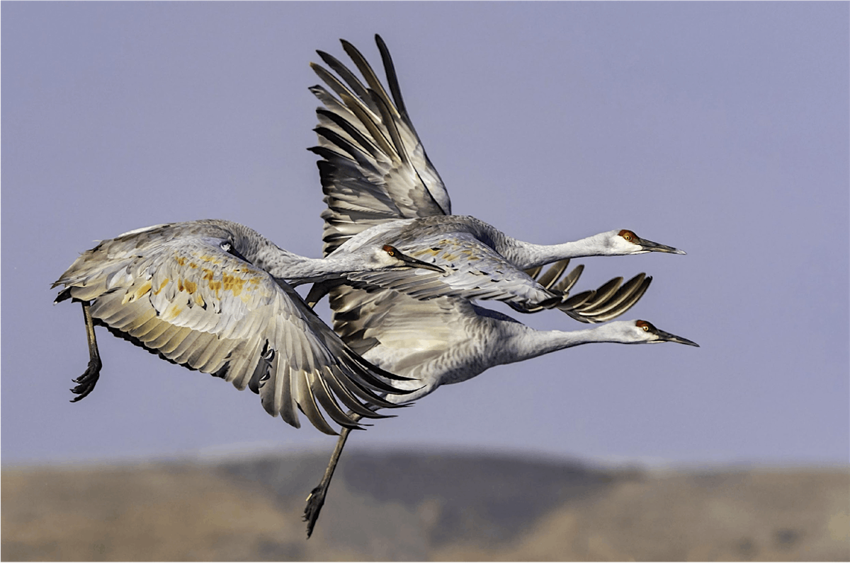 Birding in the Thornton Area, including Cosumnes Preserve