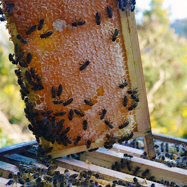 Beekeeping Series: Honey Extraction