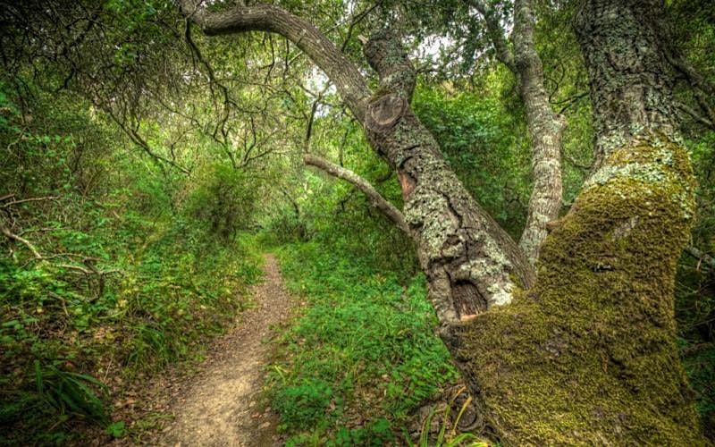 Junipero Serra Park  Volunteer Planting Event