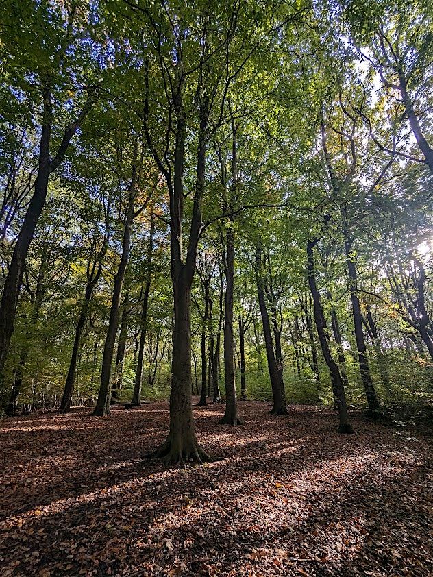 National Tree Week Woodland Walk - Bowden Housteads