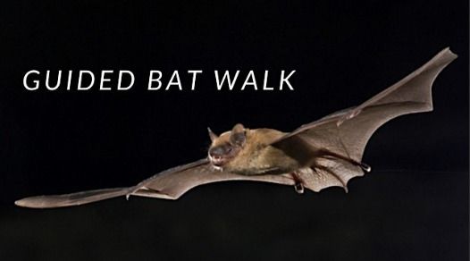 Bat Walk by Oakwood Bushcraft