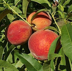 Fruit trees in Central Florida