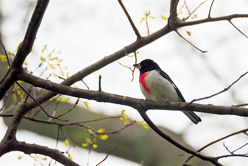 Beginner Listening (with and without Merlin) at Halls Pond