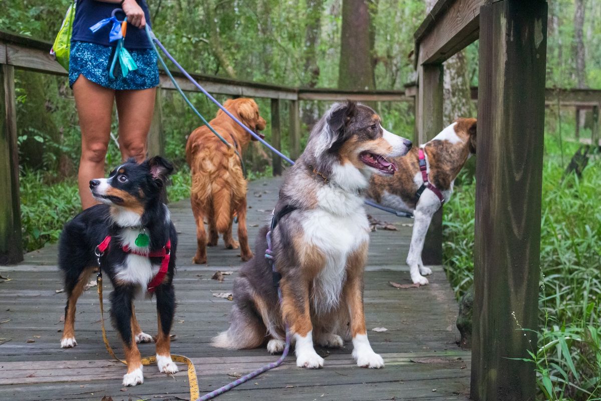 Dog Day at the Swamp