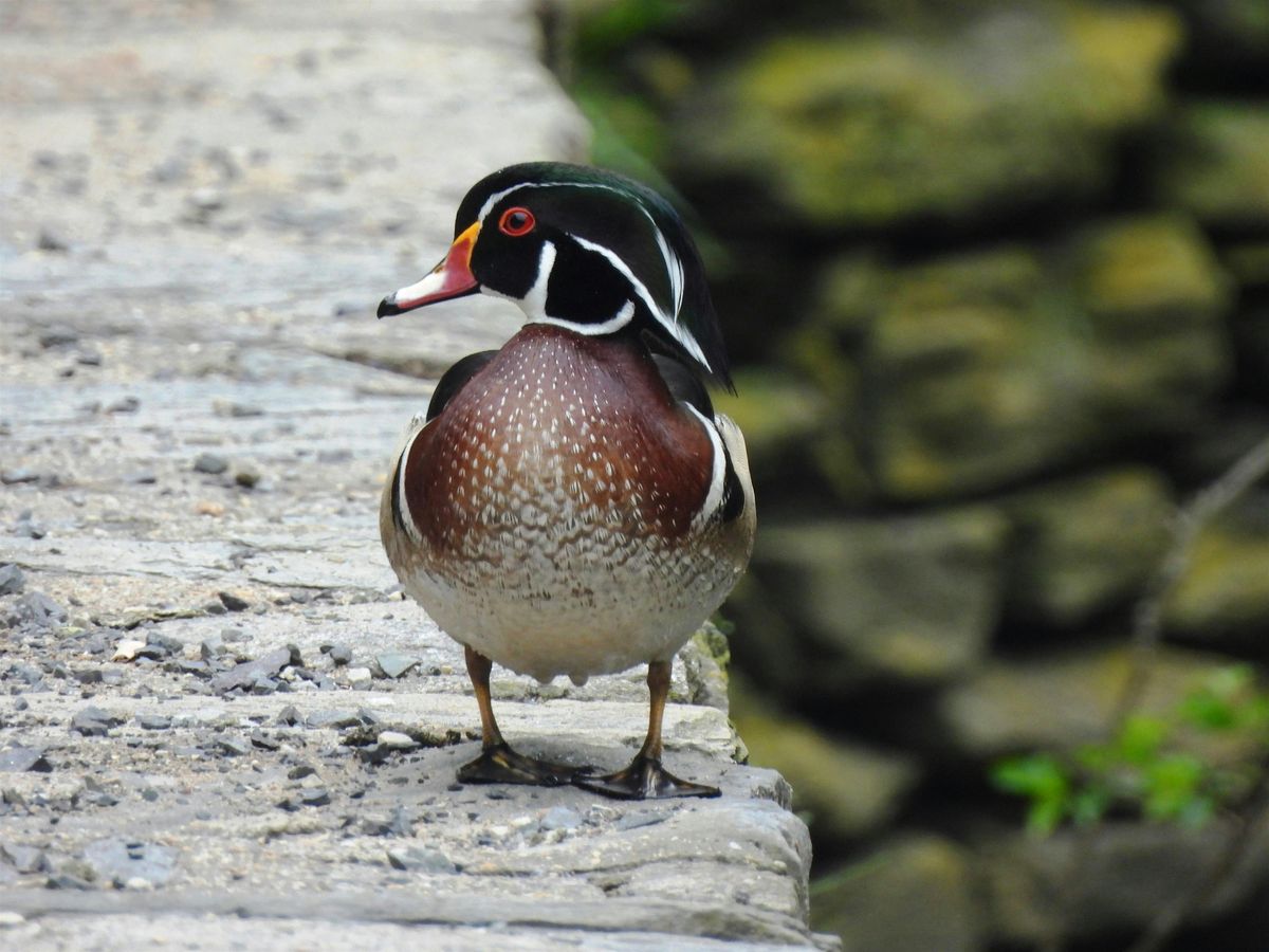Noon Bird Walks