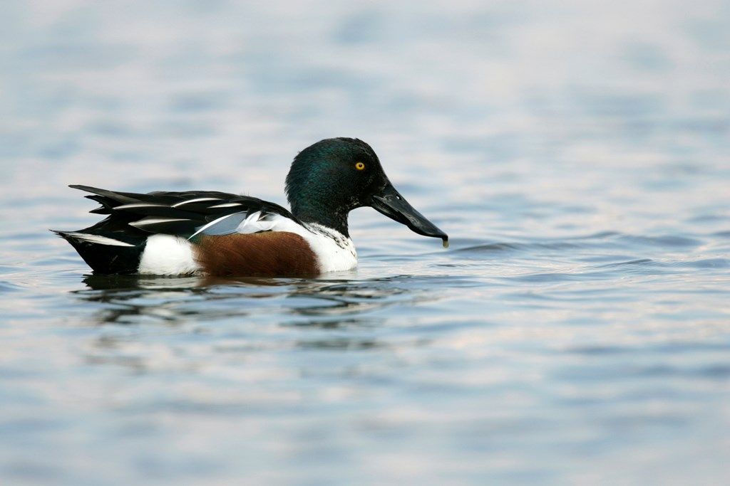 'What the duck?' and other winter wildlife - guided walk at RSPB Ham Wall