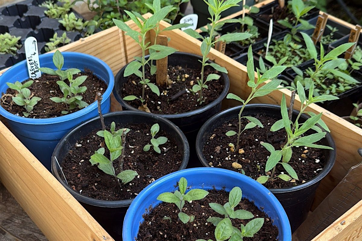 Native Plant Series: Potting Up Seedlings & Plant Exchange