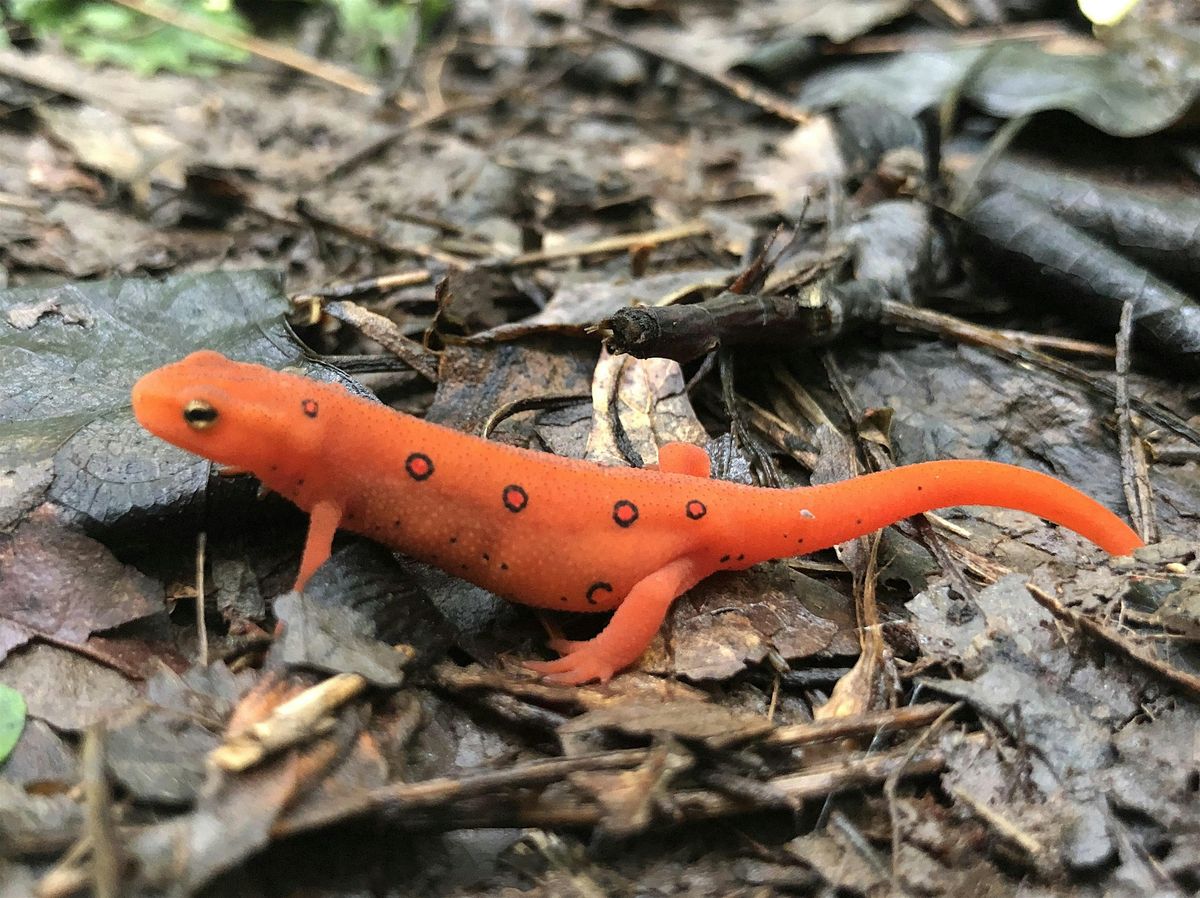 Fernbrook Preserve Fall Bioblitz