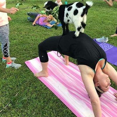 Goat Yoga Nashville