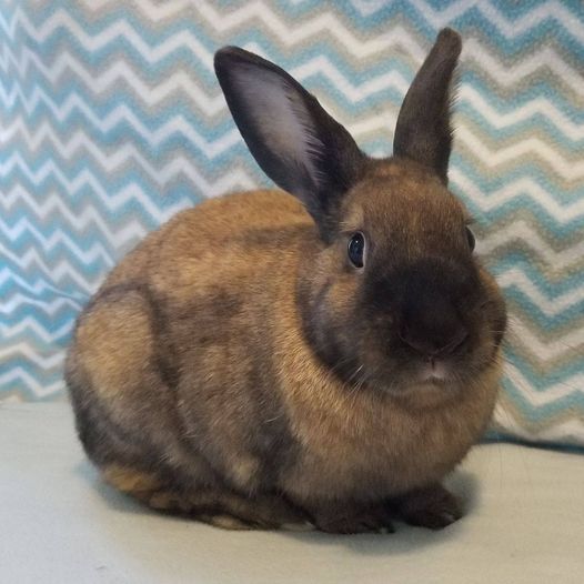 Brambley Hedge Rabbit Rescue