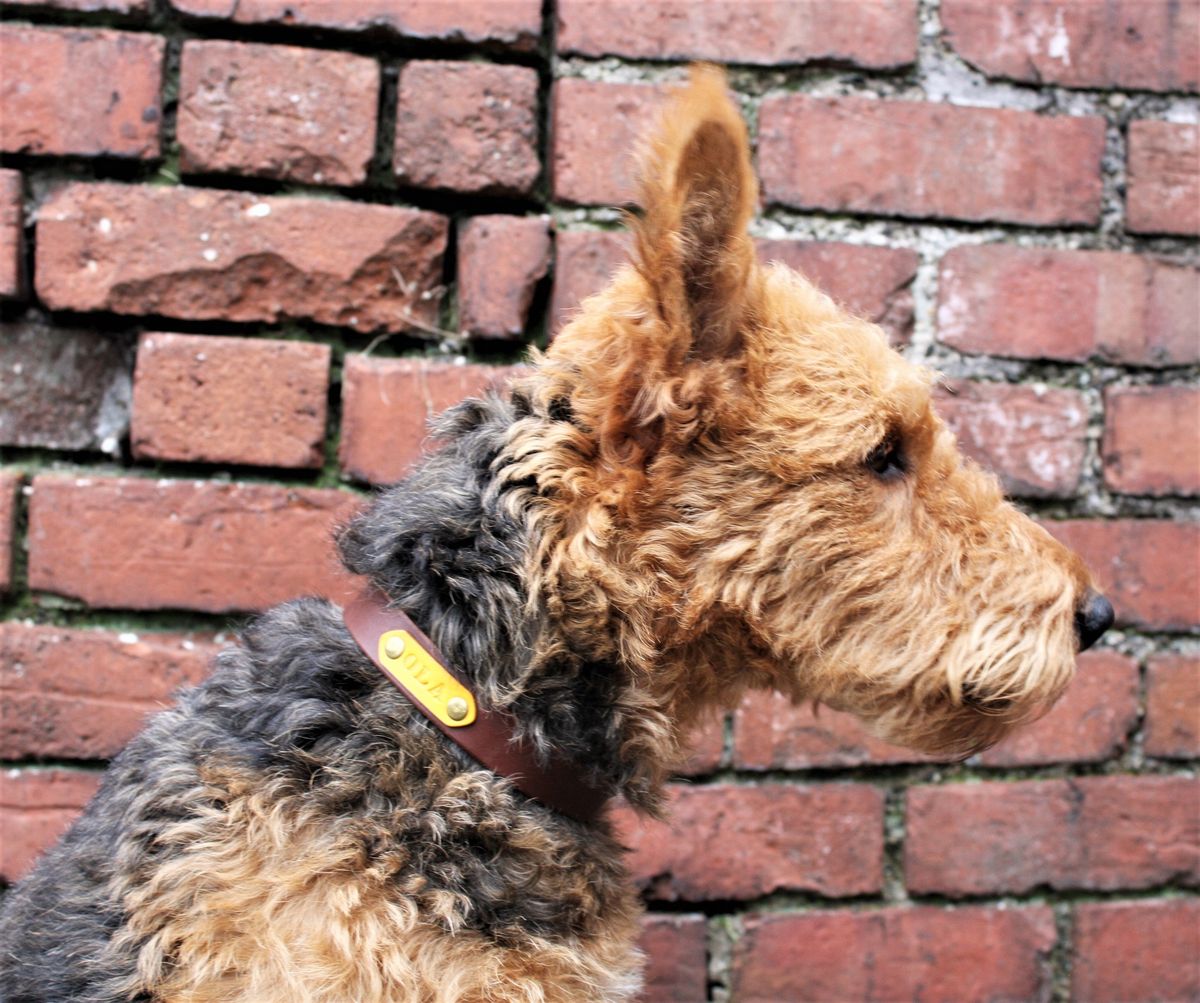 Leather Dog Collar Workshop