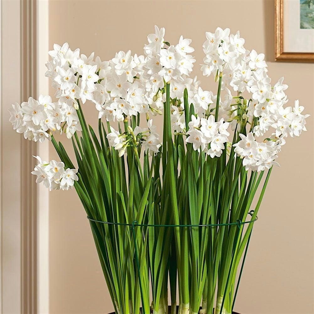 Holiday Bulb class-Paperwhites