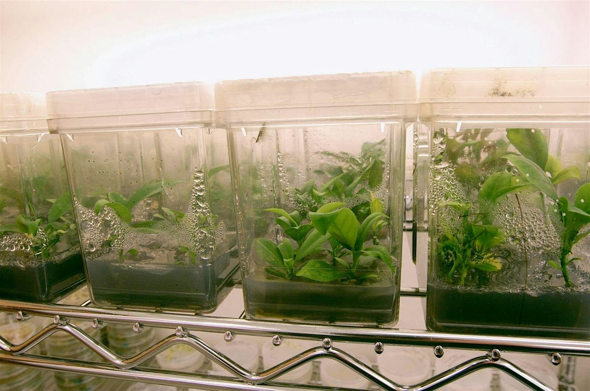 12-8-2025  Building and Caring for Terrariums