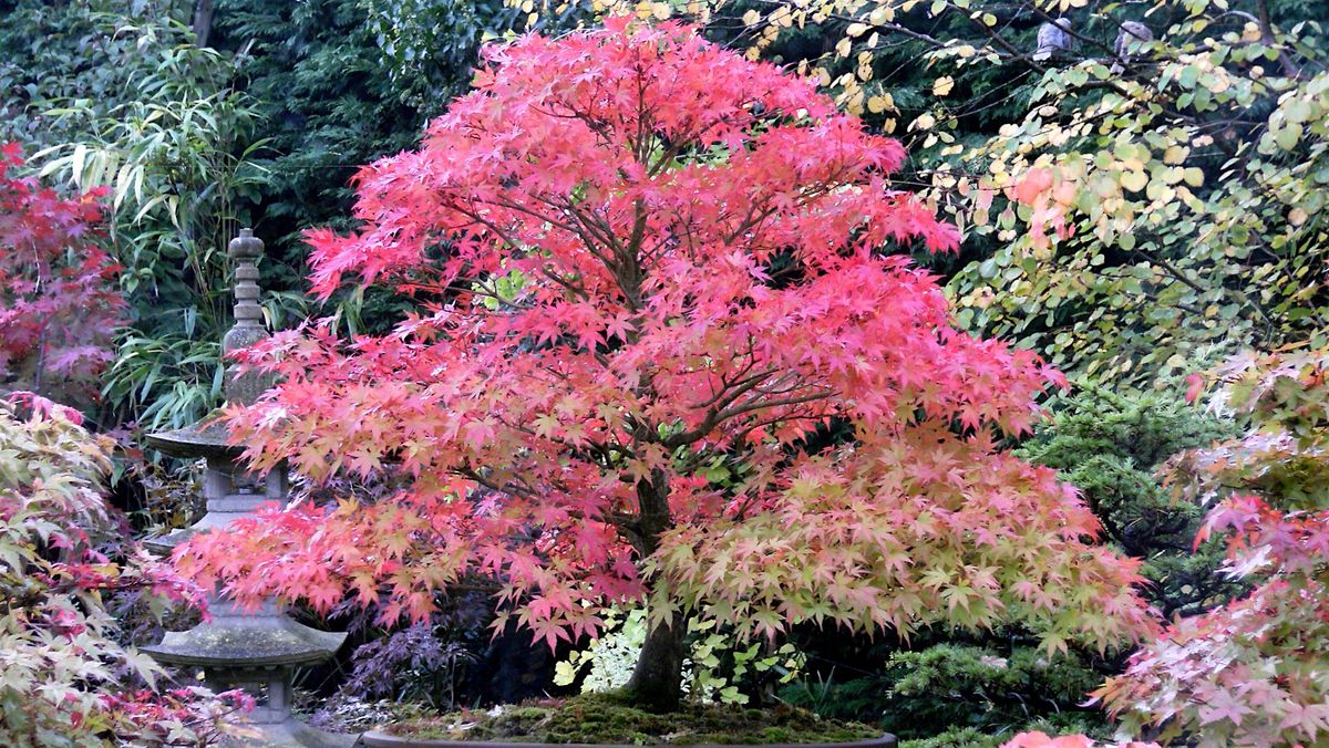 Bonsai Society Meeting - Deciduous Trees and Winter Maintenance