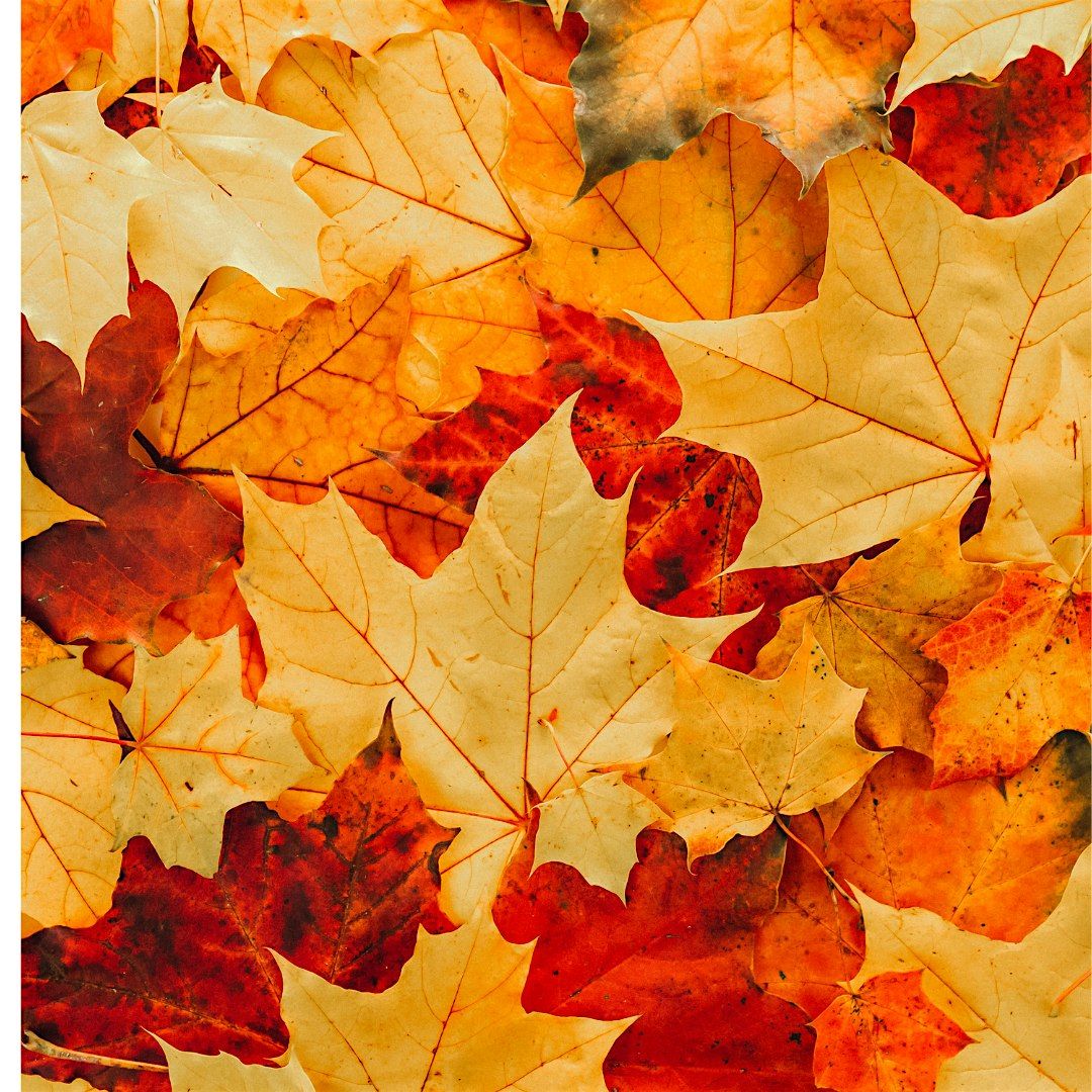 The Hidden Colors of Fall