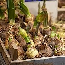 Amaryllis Planter Workshop