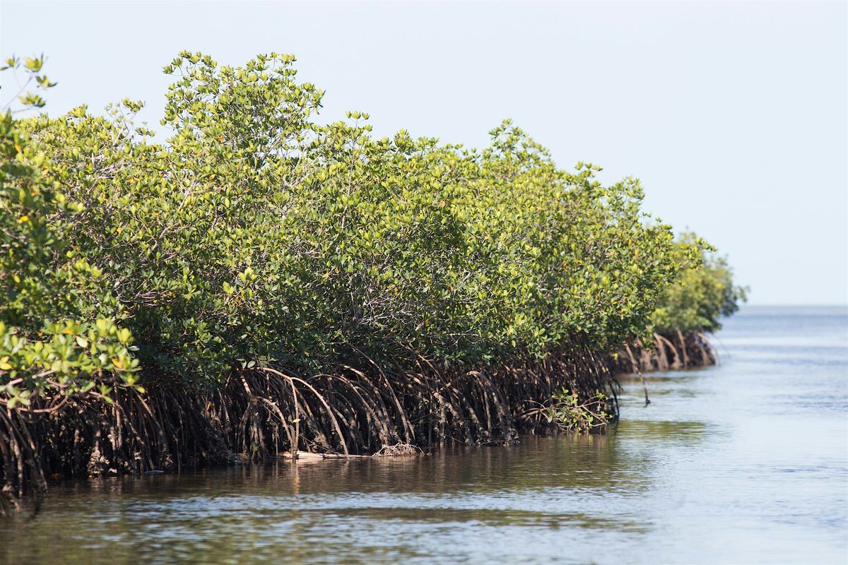 5-19-2025  Exploring the Vital Role of Florida Mangroves