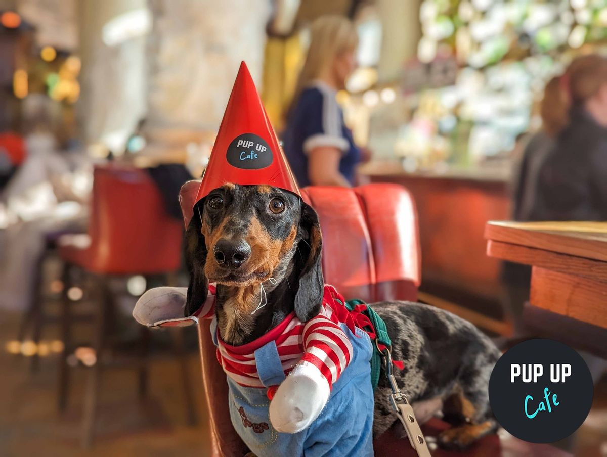 Hallo-ween Dachshund Pop Up Cafe - Liverpool