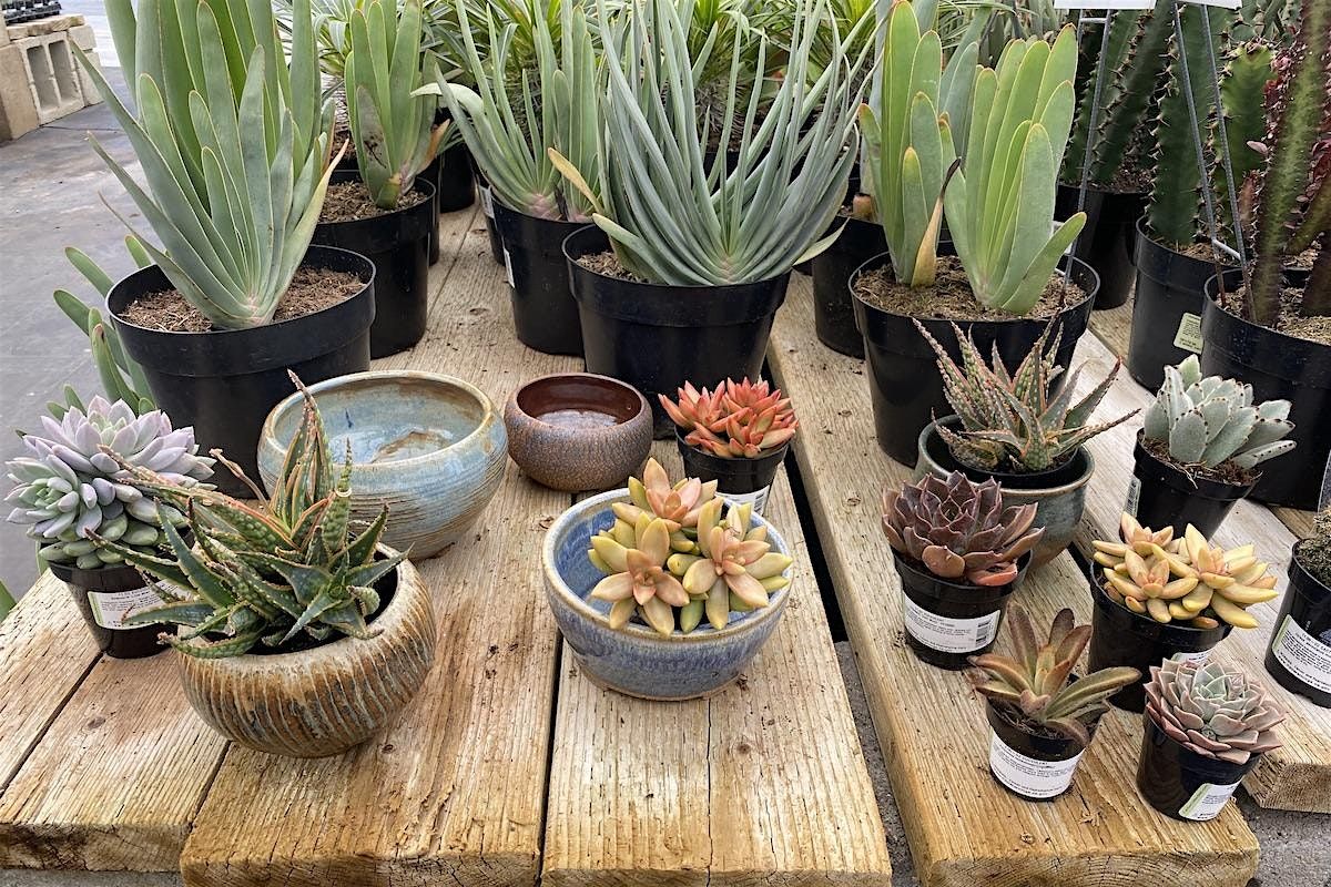 Hands-on Succulent Workshop