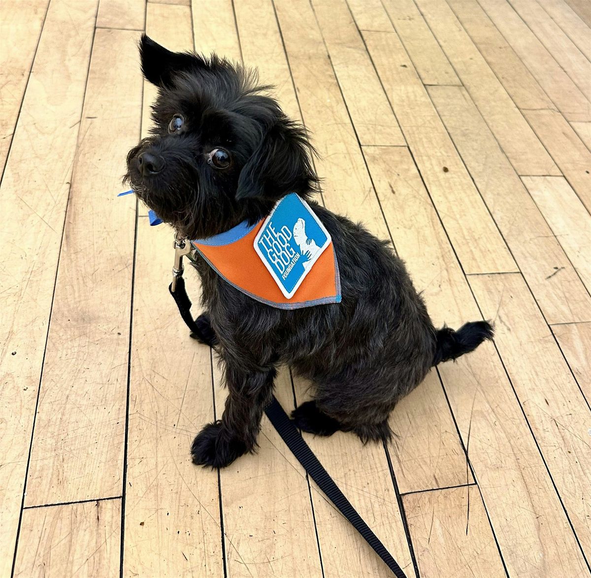 Scout the Therapy Dog (Ages 3-11)