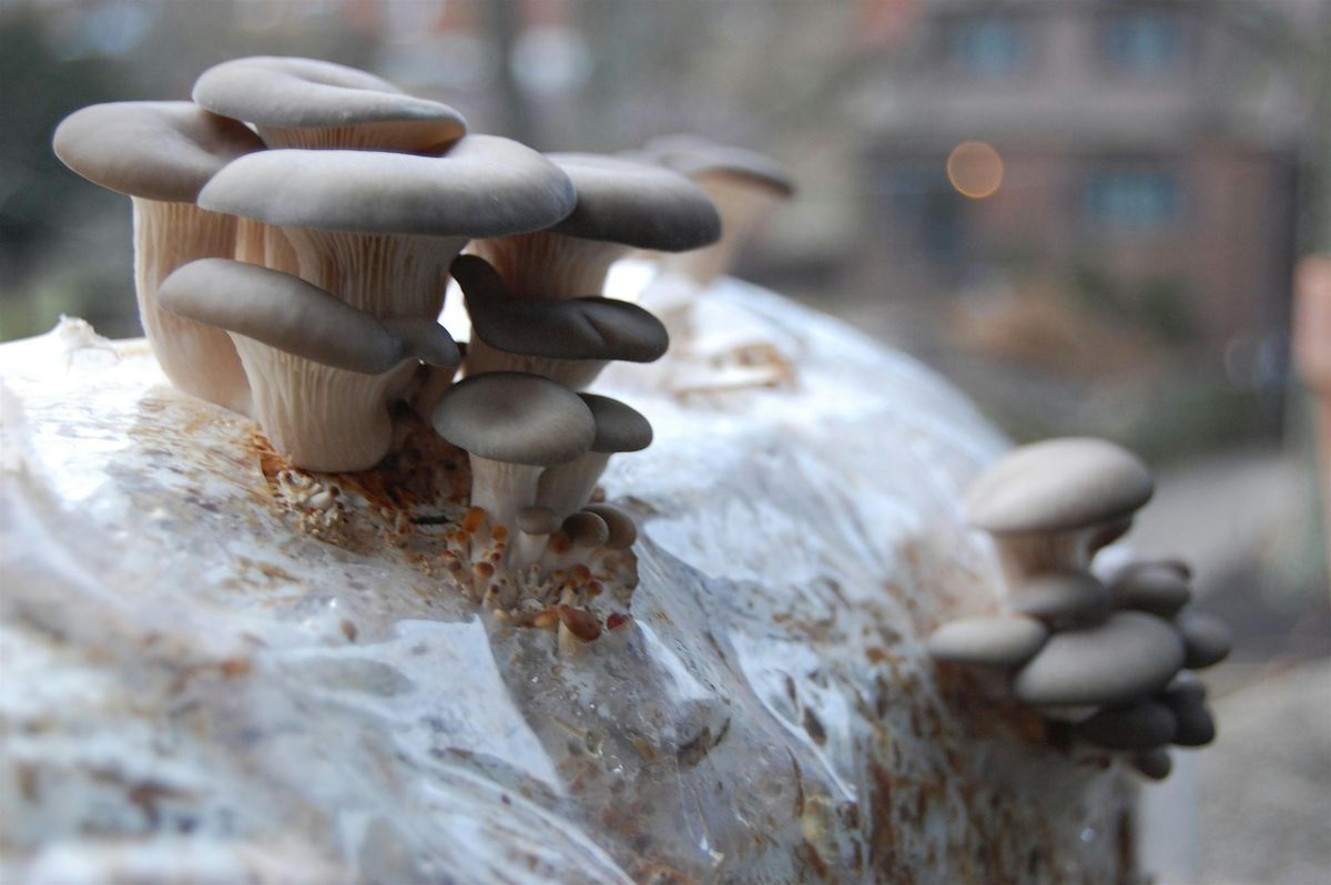 Growing Mushrooms Indoors