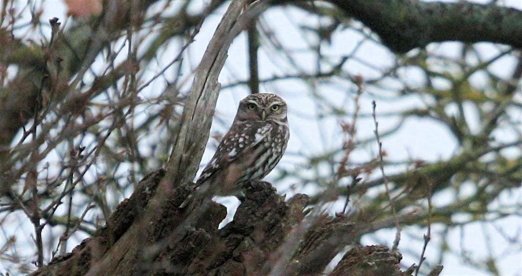 Discovering Our Local Owls