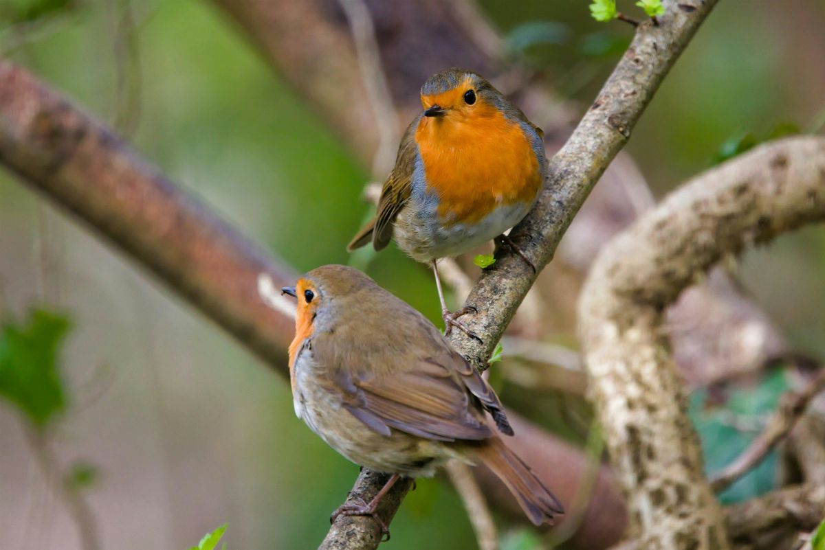 Forest Bathing and BIRD SPOTTING in STAMBOURNE WOODS