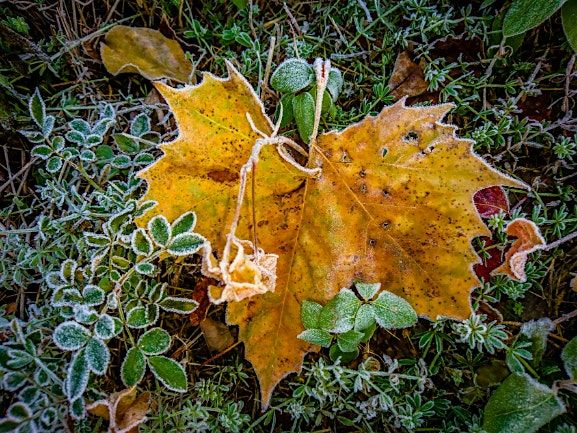 Fall Foliage Photo Walk