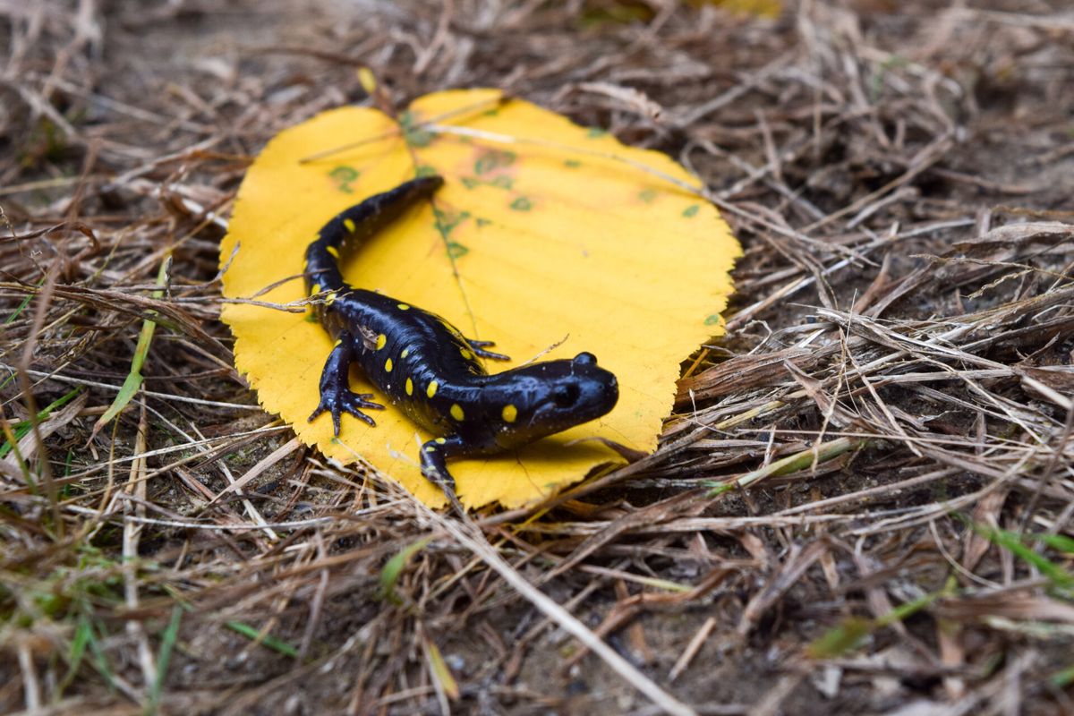 Amphibians of Massachusetts: Frogs and Salamanders