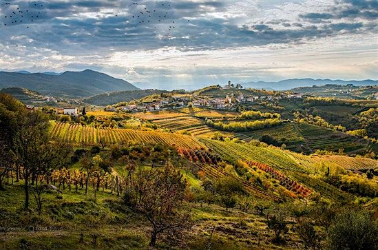 Uncharted Terroirs with Ana Jackson MW  at Amathus Hampstead