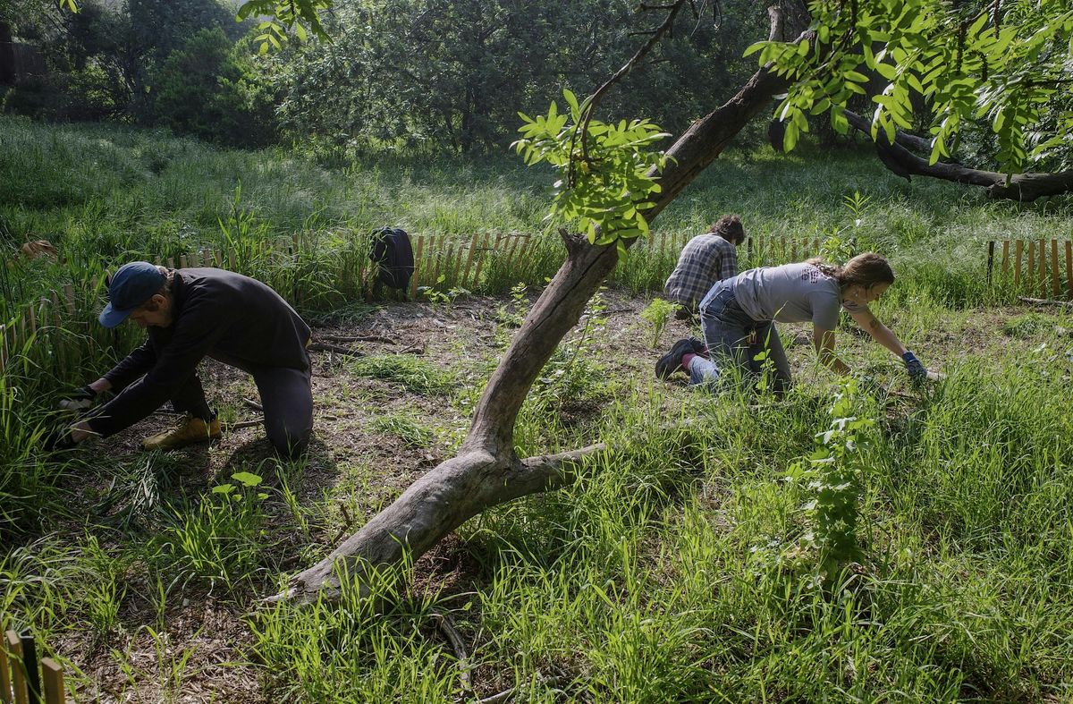 Rainbow Canyon Workday: Planting and planning for stormwater resiliency