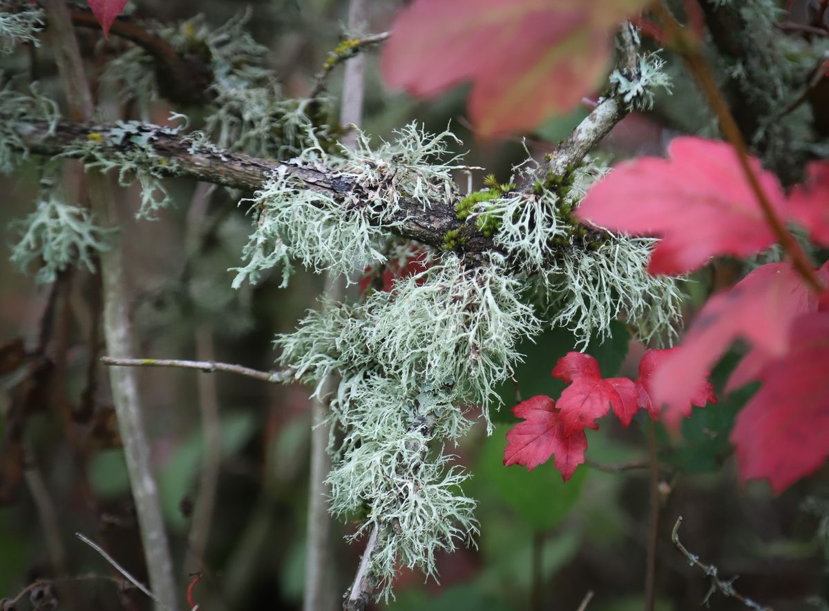 Lichen bioblitz at Smith and Bybee Wetlands