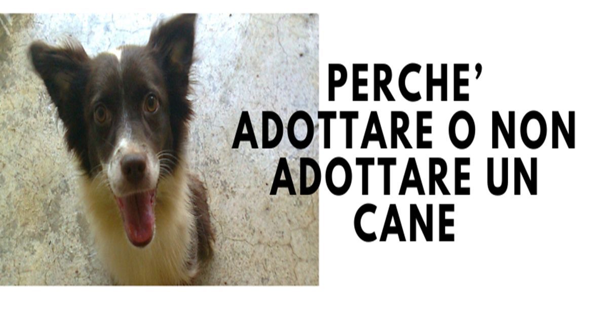 Perch\u00e9 adottare o non adottare un cane. L'adozione consapevole.