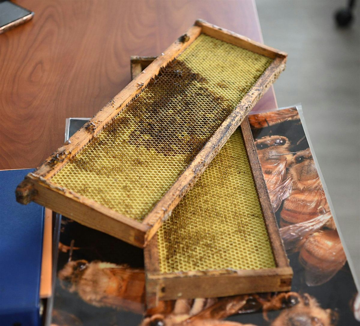 So You Want to be a Beekeeper: Introduction to the World of Bees