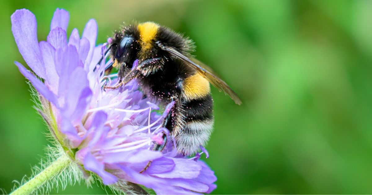 Buzzing Blooms| Nature Academy