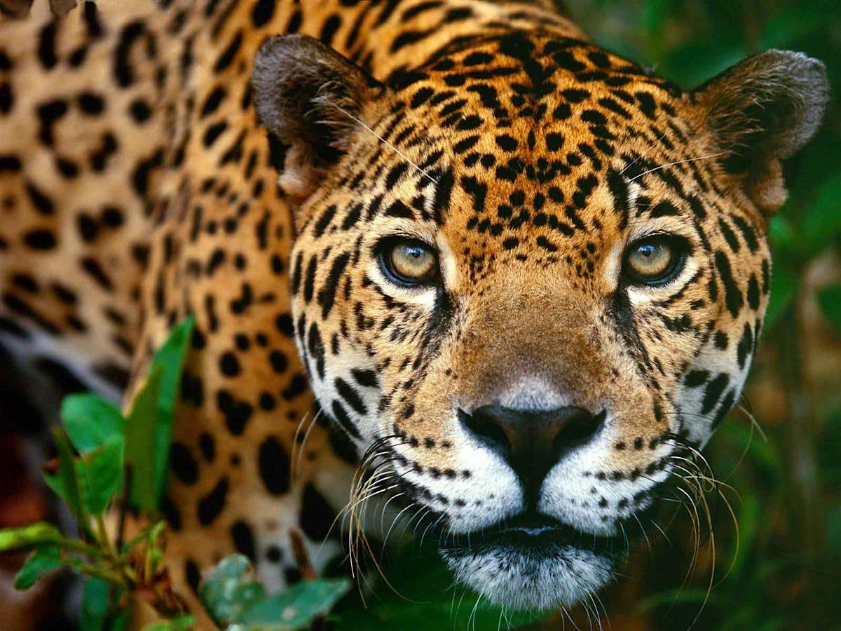 Claiming Back Your Power \u2014 Working with Jaguar