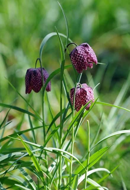 \u00c0 la d\u00e9couverte de la flore des prairies humides