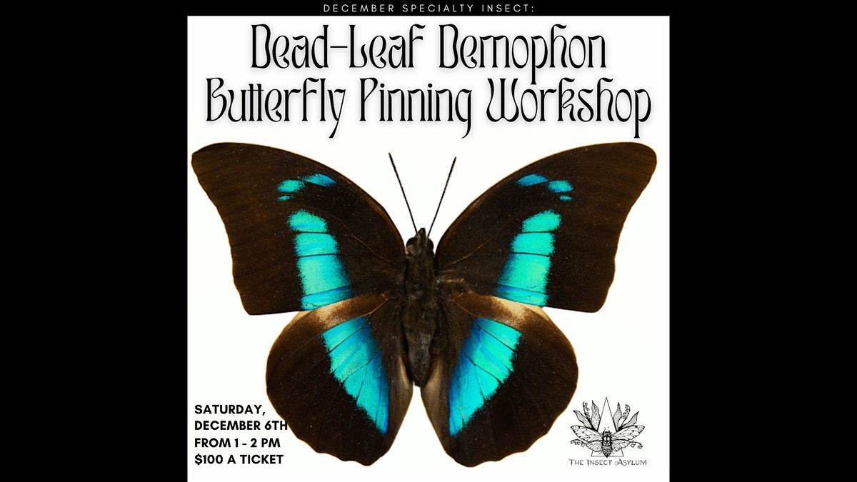Dead-Leaf Demophon Butterfly Pinning Workshop