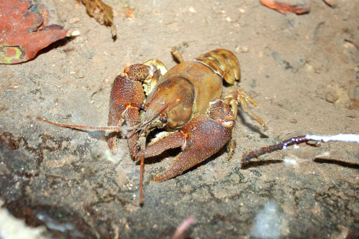 Lunchtime Talks: Native Crayfish Relocation