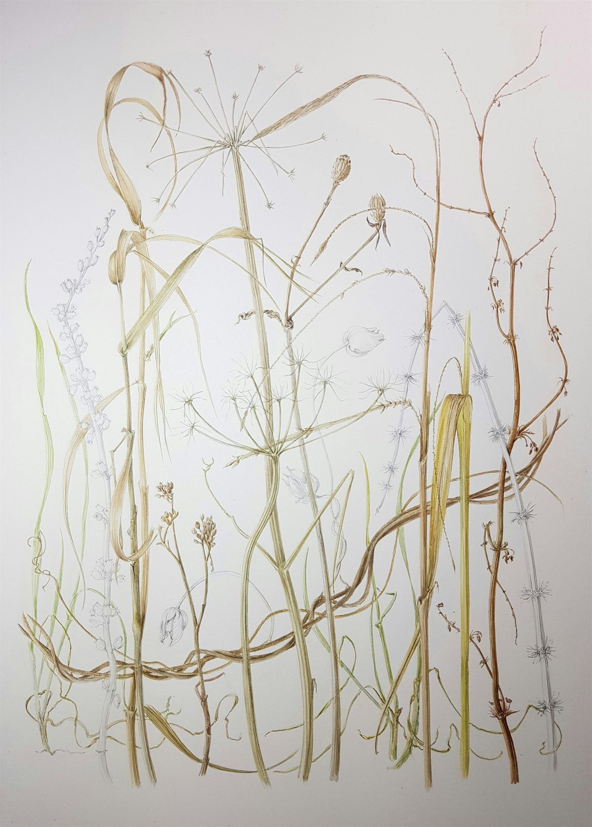 December Botanical Painting Workshop