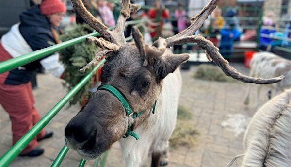 Meet and Greet with Santa's Reindeer!