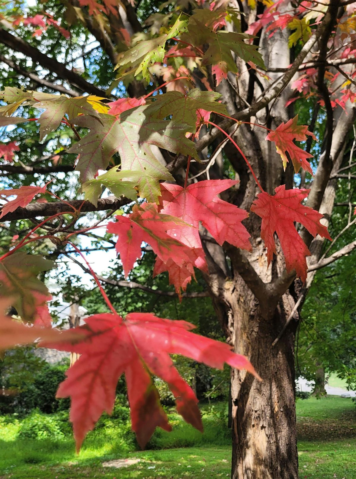 Meet the Trees this Fall!