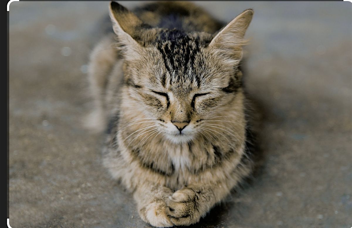August Kitten Meditation to Benefit Fancy Cats and Dogs Rescue
