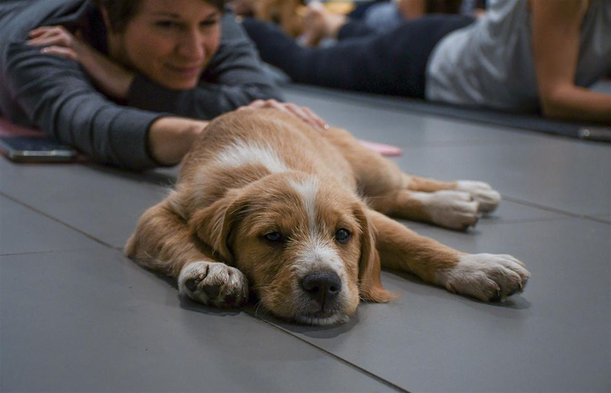 Rescue Puppy Yoga - Margaret Maddox family YMCA East center