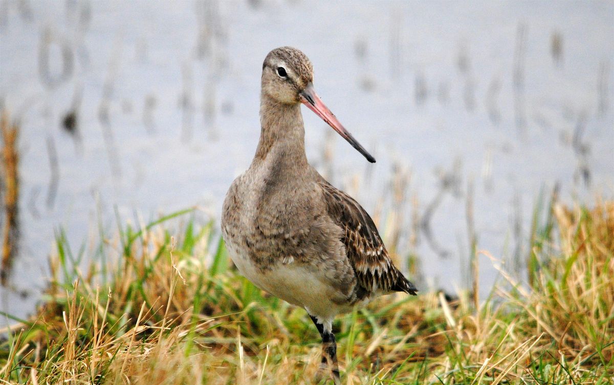 An introduction to the birds of Cley (14 December)