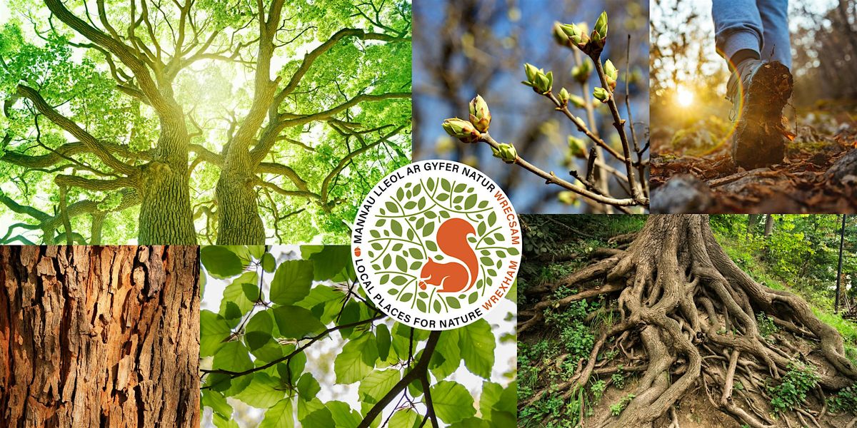 FREE bus to Brymbo Fossil Forest (Optional "Walking with Trees" tour)