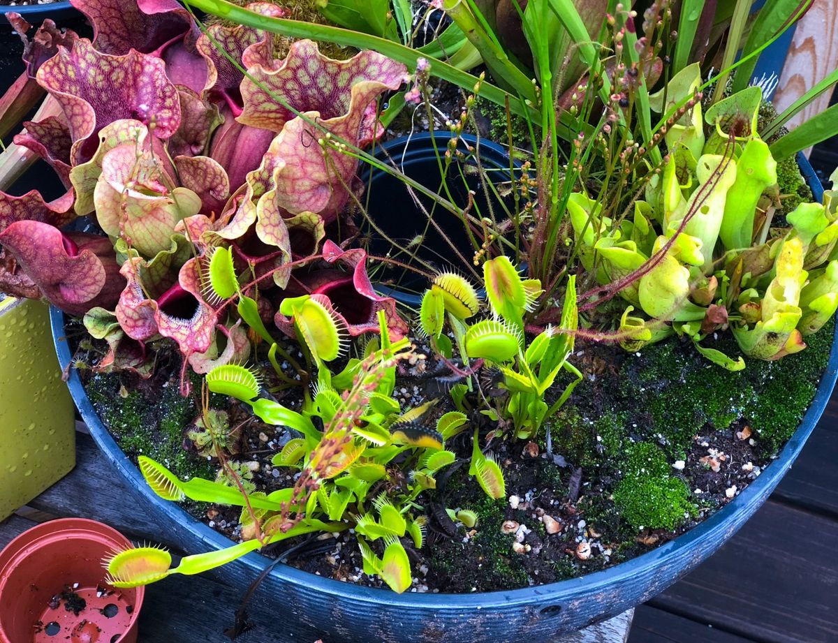 Plant Workshop: Learn to Build Your Own Carnivorous Plant Container Bog Garden