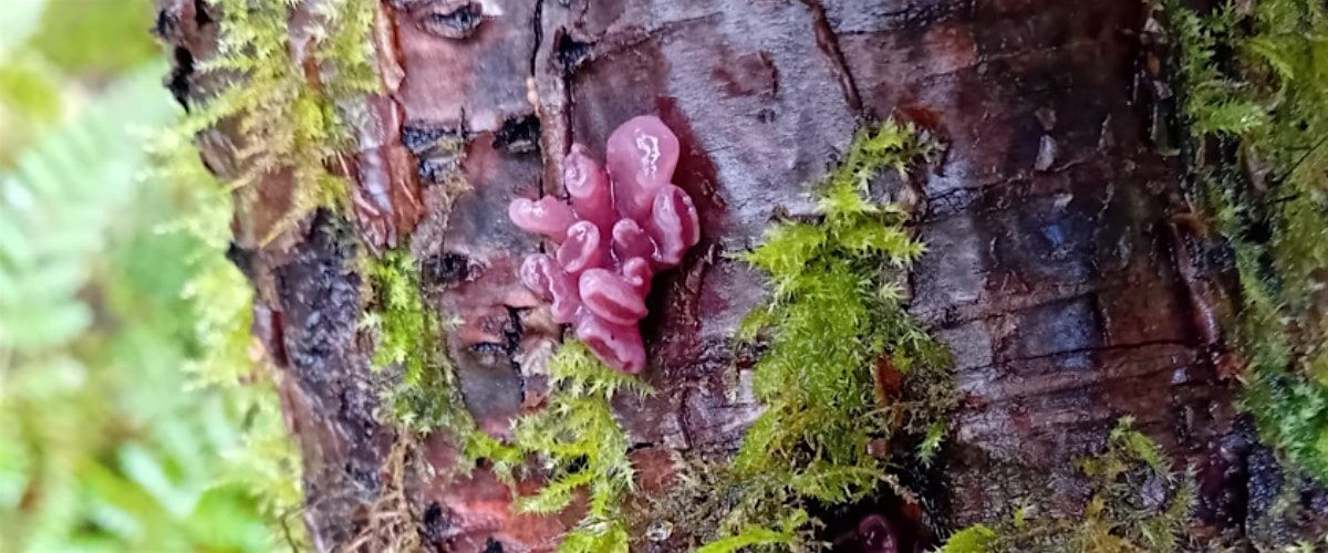 Fungi Foray and Tree Walk with Clwydian Range National Landscape Rangers