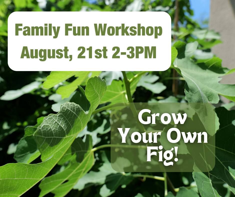 Family Fun Workshop: Grow Your Own Fig!