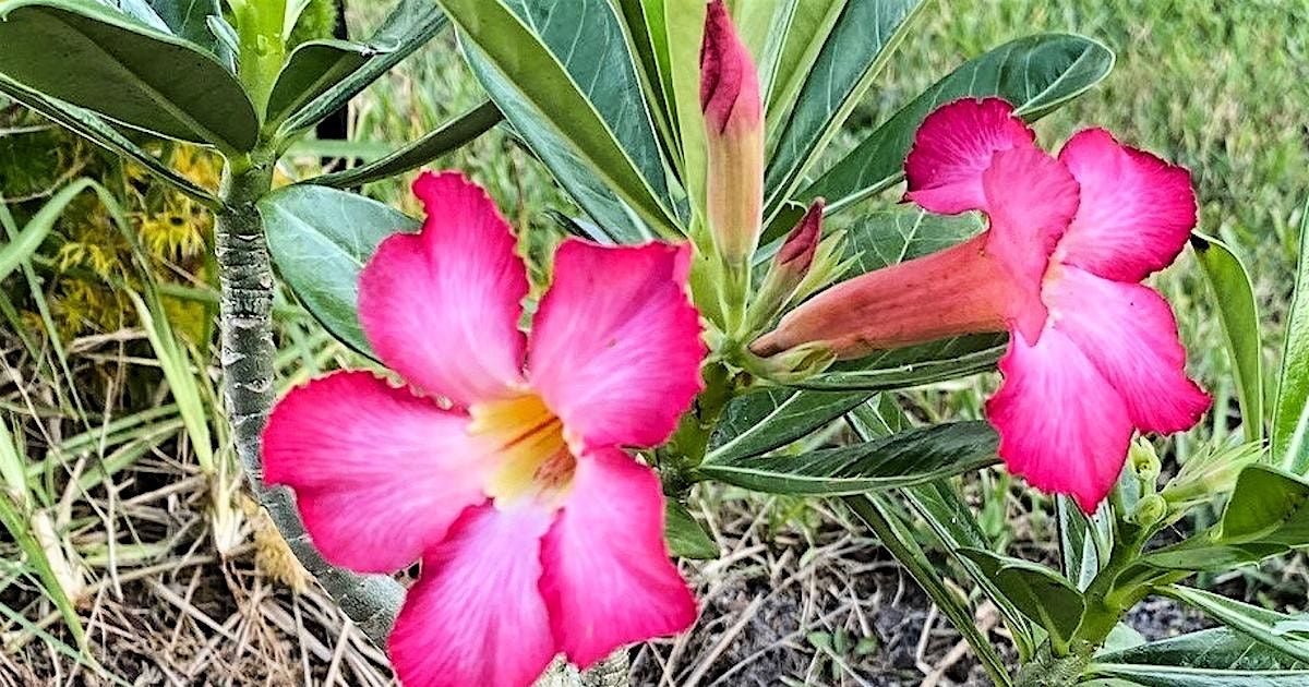 5-12-2025  Examining The Desert Rose